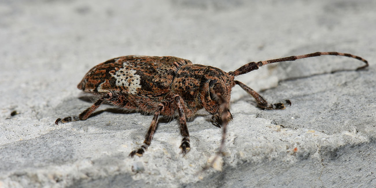 Cerambycidae: Mesosa nebulosa?  Sì  !